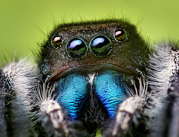 Phidippus_audax_male.jpg