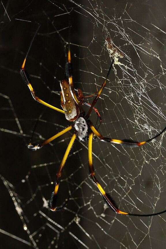 Araneae_Nephila_Costa_Rica_2012_ChKomposch_Ab_061.JPG
